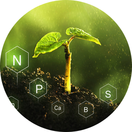 Plant Nutrition